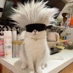 kang002的头像-老王资源部落