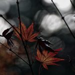 虚白的头像-老王资源部落